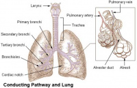 Lower respiratory tract