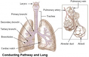 adult lung structure