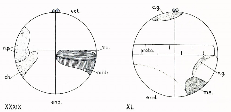 Conklin 1905 fig34-35.jpg
