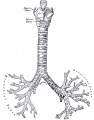 Adult upper respiratory tract conducting system