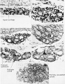 Early development of the thyroid gland of the frog