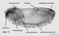 Stage 15 drosophila.jpg