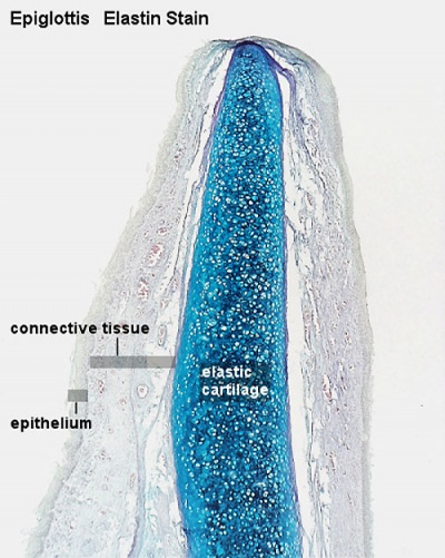 ANAT2241 Connective Tissue Components - Embryology diagram of elastic tissue 