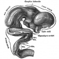 Human Embryo Brain (week 5 exterior view)