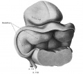 Fig. 44. Reconstruction showing cephalic portion of the rhombencephalon and adjoining midbrain at end of second month (human embryo 30 mm long (Mall collection. No. 86).