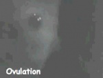 Ovulation icon.jpg