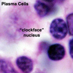 clockface nucleus
