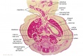 F3 Developing Human Spleen (stage 22)