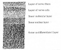 Fig. 469. Vertical section through retina of a four months' human embryo.