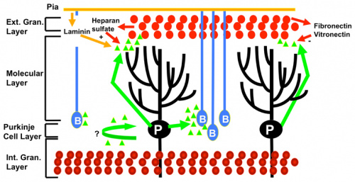 thumbFigure 8: SHH (green) acts on EGL to stimulate proliferation, on Bergmann glia (B) to induce differentiation, and has an unknown function on purkinje cells (P). Laminin and heparan sulfate have a synergistic effect on SHH and fibronectin and vitronectin have an inhibitory effect on SHH.