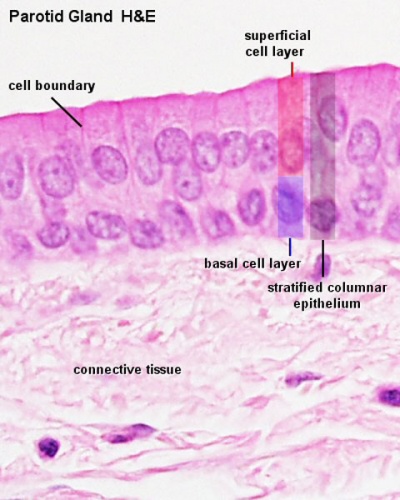 Parotid histology stratified columnar 01.jpg