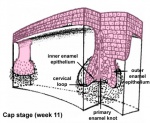 tooth cap stage