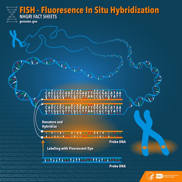 File:Fluorescent In Situ Hybridisation (FISH).jpg