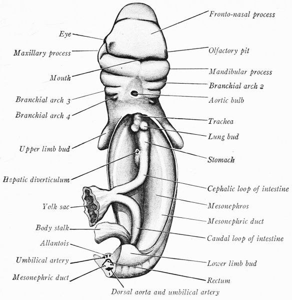 File:Arey1924 fig369.jpg