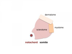dermatome and myotome
