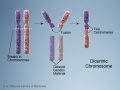 Chromosome dicentric