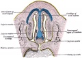 51 Frontal section of nasal cavities of a human embryo 28 mm long