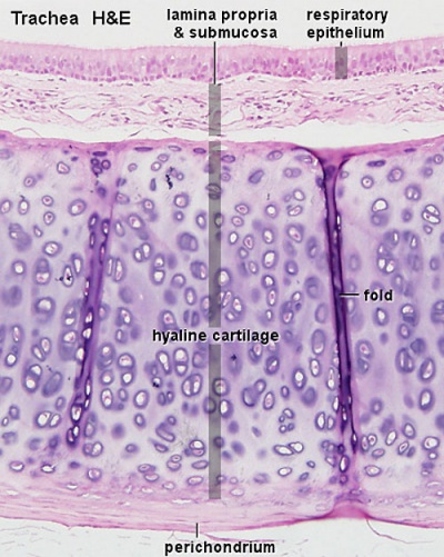 Hyaline cartilage 03.jpg