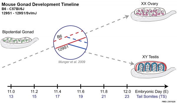Mouse gonad development timeline.jpg
