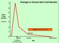 Original calculations of human ovary oocyte number
