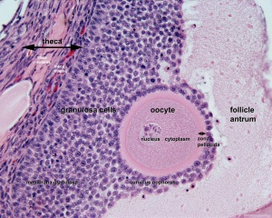 Oocyte and developing zona pellucida in the ovary