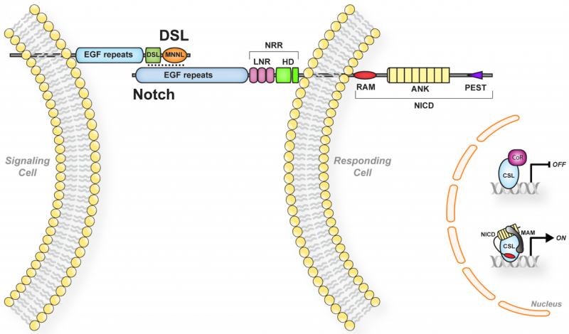 File:Overview of Notch signalling.png