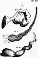 Historic drawing of the uterine tube (Reinier De Graaf)