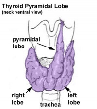 Thyroid pyramidal lobe