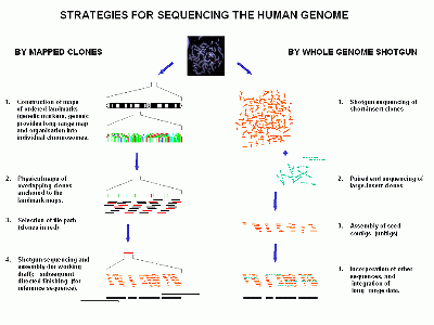 Comparison between sequencing types