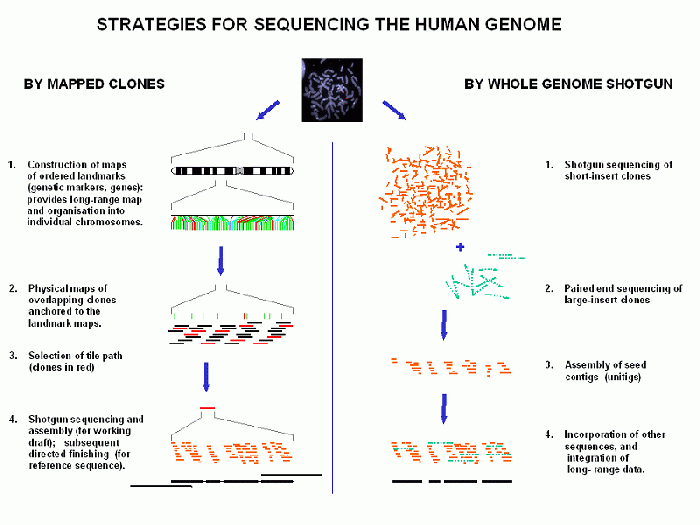 WGS sequencing.gif