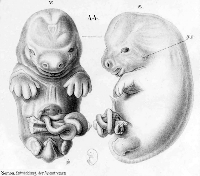 File:Echidna historic embryology 44.jpg