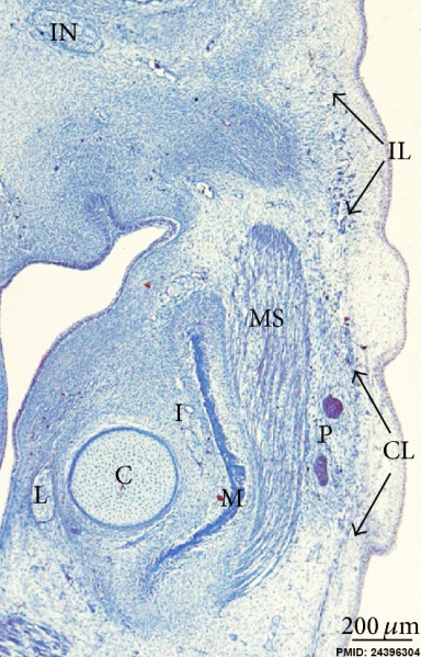 File:Human embryo neck 02.jpg
