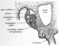 Fig. 53. Drawing from transverse section of four-day chick to show mesonephric tubule and duct.