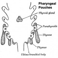 Embryonic origins of the endocrine organs of the neck