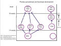 Timeline of anterior pituitary hormone