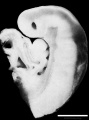 Fig 10 Sagittal view of superior end of embryo