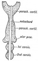 Fig. 133. The Parachordal Cartilages out of which the Cartilaginous Parts of the Occipital Bone are formed.