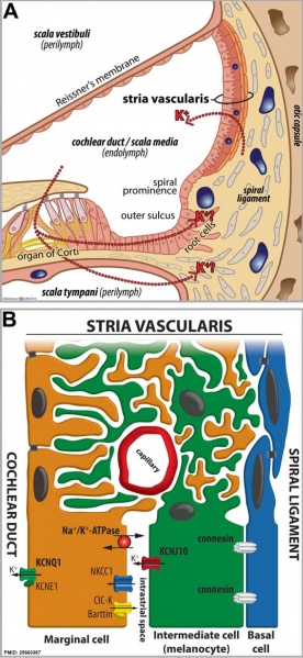 File:Cochlea stria vascularis cartoon 01.jpg