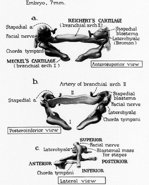 File:Gilbert1957 fig01.jpg