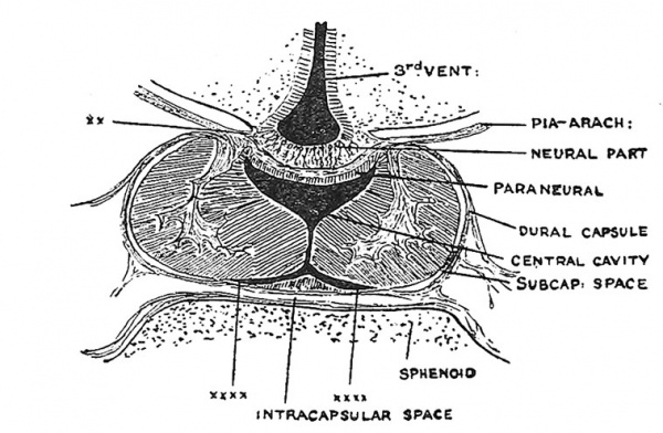 Fig. 103 Coronal Section of the Pituitary Body of a Human Foetus at the beginning of the 4th month of development.