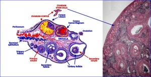 Ovarian Structural scematic and stained cortical region of an ovariana stem cell .jpg