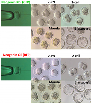 Phase-contrast images of embryos at different developmental stages via neogenin expression.png
