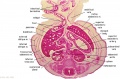 F2 Developing Human Spleen (stage 22)