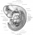 10 mm Embryo