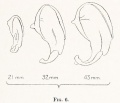 Fig. 6. Auricular cartilage embryo 21, 32 and 43 mm