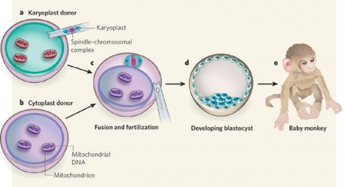 Swapping mitochondrial DNA mammalian oocytes
