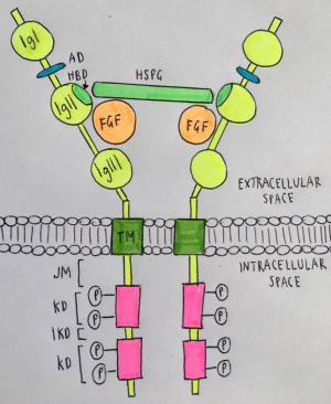 Simplistic illustration of the FGFR receptors adapted from review article Functions and regulations of fibroblast growth factor signaling during embryonic development