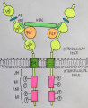 FGFR receptors adapted from review article
