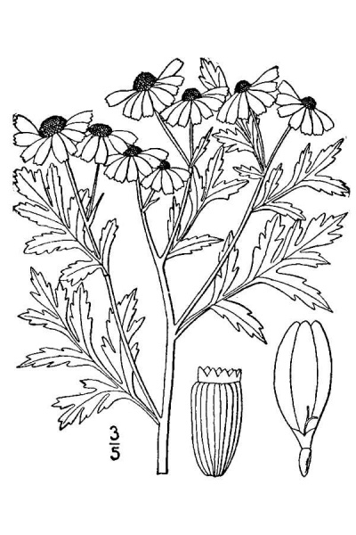 File:Feverfew 01.jpg