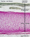 Trachea (overview VG)